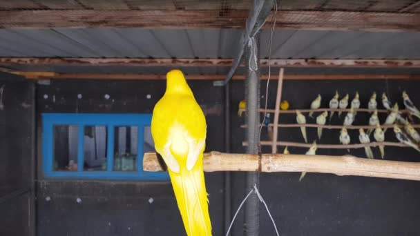Γεωργία, ύπαιθρο, αγροτική ιδέα. Όμορφη μεγάλο κίτρινο παπαγάλος κάθονται λάμπει στο κλαδί στο κλουβί με άλλα πουλιά macaw ara. Πουλί αναπαραγωγής στο σπίτι. φωτεινά πορτοκαλί λεία φτερά παπαγάλου. — Αρχείο Βίντεο