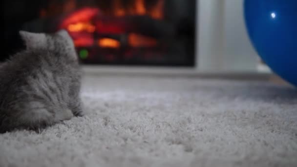 Ребенок играет с котом. На ковре рядом с горящим камином домашний уют. полосатый котенок играть с клубком ниток. Китти, беги смотреть в камеру. счастливое обожаемое домашнее животное, детство, дикая природа — стоковое видео