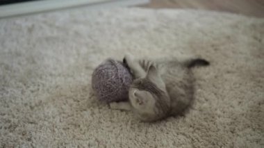 Bebek kediyle oynuyor. Erkek kedi halının üstünde, şöminenin yanında, konforunda. Çizgili kedi yavrusu iplik yumağıyla oynuyor. Kitty kameraya bakarak koş. Mutlu sevimli hayvan, çocukluk, vahşi doğa konsepti
