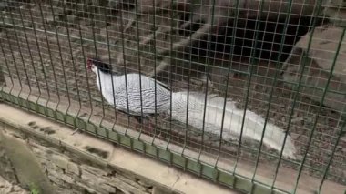 Tarım, çiftlik, orman doğası kavramı. Büyük mutlu aile seyahati yazın güneşli bir günde hayvanat bahçesinde vahşi evcil hayvanları ziyaret eder. Küçük kardeş anaokulu çocukları güvercinleri, tavus kuşlarını besler.