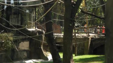 Siamang Maymunları Büyük Kuşhane Kafesi 'nde Halat ve Ağaçlara Tırmanır. Hayvanları İzleyen Çocuklar Safari 'de Eğleniyor. Mutlu Aile Ziyareti Vahşi ve Evcil Evcil Hayvanlar. İnsanlar hayvanat bahçesinde yürüyor. Doğa konsepti