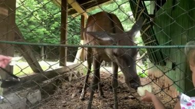 Tarım, çiftlik, orman doğası kavramı. Büyük mutlu aile seyahati yazın güneşli bir günde hayvanat bahçesinde vahşi evcil hayvanları ziyaret eder. Anaokulu çocukları yavru geyikleri besler.