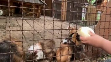 Tarım, çiftlik, orman doğası kavramı. Aile seyahati yazın güneşli bir günde hayvanat bahçesindeki vahşi evcil hayvanları ziyaret eder. Kardeşler anaokulu çocukları tavşanları, kobayları ve hamsterları besler.