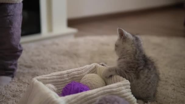 Bebé jugando con el gato. tomcat en la alfombra cerca de chimenea en casa comodidad. gatito rayado jugar con bola de hilo. Kitty corre mirando la cámara. feliz mascota adorable, infancia, concepto de naturaleza salvaje — Vídeos de Stock