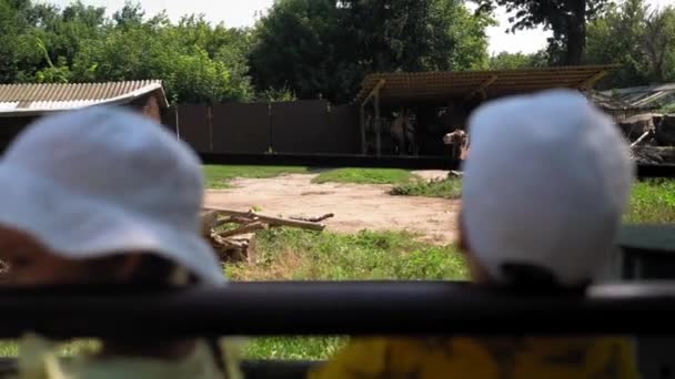 Due ragazzini che guardano i cammelli in Aviary. I bambini che guardano gli animali si divertono trascorrono del tempo su Safari. Happy Family Visita animali selvatici e domestici. La gente cammina nello Zoo Park. Concetto natura — Video Stock