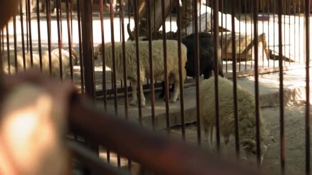 Вівці і барани з рогами за ґратами у Великій Авіарній клітці. Діти, які стежать за тваринами, витрачають час на Сафарі. Щаслива сім "я відвідує диких і домашніх тварин. Люди ходять в зоопарку. Концепція природи — стокове відео