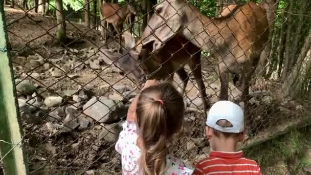 農業、農業、森林自然の概念です。大きな幸せな家族旅行は夏の晴れた日に接触動物園で野生の国内ペット動物を訪問します。弟の幼児就学前の子供たちは若いイエロー鹿に — ストック動画
