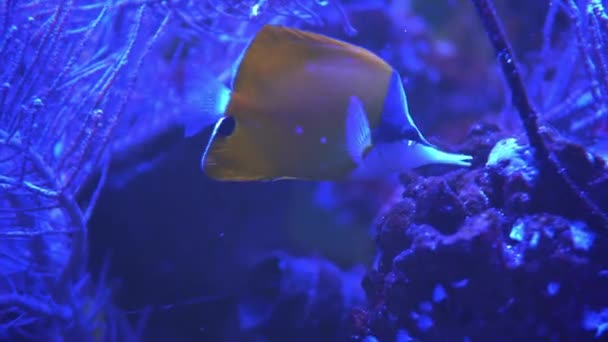 Morskie lisy Siganidae pływające w niebieskim zbiorniku. Wycieczka rodzinna do Oceanarium. Spacer po Muzeum Rybnego Życia Morskiego. nurkowanie, świat wody, przyroda, mieszkańcy mórz i oceanów, koncepcja siedlisk wodnych — Wideo stockowe