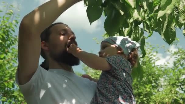 有胡子的年轻爸爸喂孩子.父亲小女儿蹒跚学步的孩子在夏日阳光明媚的乡村花园从树枝上摘樱桃。收获、仪式、家庭、假期、自然、健康食品概念 — 图库视频影像