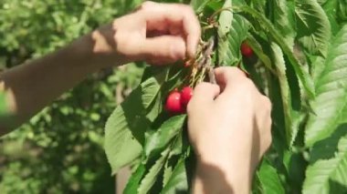 Yakın plan sakallı ve uzun saçlı genç adam ağaç dalından çilek topluyor. Yazın meyve bahçesinde yeşil yapraklarda yoğun kiraz demetleri. Hasat, tarım, doğa, sağlıklı gıda kavramı.