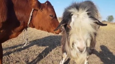 Kahverengi büyük inek otlakları sıcak yaz güneşli kır çiftliğinde kurutulmuş kuru çimenlikte otlar. Sığırların yakın görüntüsü. Boğa keçinin yüzü kameraya bakar. Tarım, kuraklık