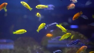 Birkaç Renkli Neon Şeffaf Renkli Tetra Balığı. Oceanarium 'a aile gezisi. Müze Deniz Hayatı 'nda yürüyorum. Dalış, Su Dünyası, Doğa, Okyanusta Yaşam, Suda Yaşam Konsepti