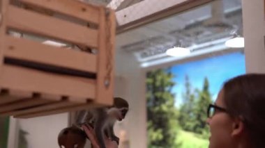 Genç kadın Vervet Küçük Yeşil Maymun 'la oynuyor. Sevimli Küçük Çocuklar Hayvanat Bahçesinde Hayvanlar Eğleniyor. Mutlu Aile Ziyareti Vahşi ve Evcil Evcil Hayvanları Besleme Evi. Doğa konsepti