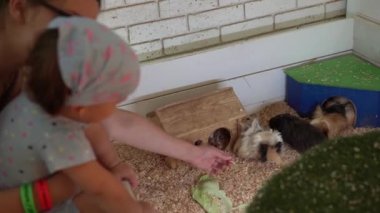 Anne Felç Olan Bebek Kız Güzel Gine domuzları. Hayvanat Bahçesinde Hayvan İzleyen Sevimli Küçük Çocuklar Eğleniyor. Mutlu Aile Ziyareti Vahşi ve Evcil Evcil Hayvanları Besleme Evi. Doğa konsepti