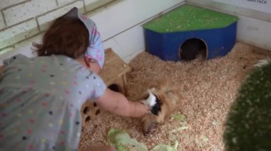 Anne Felç Olan Bebek Kız Güzel Gine domuzları. Hayvanat Bahçesinde Hayvan İzleyen Sevimli Küçük Çocuklar Eğleniyor. Mutlu Aile Ziyareti Vahşi ve Evcil Evcil Hayvanları Besleme Evi. Doğa konsepti