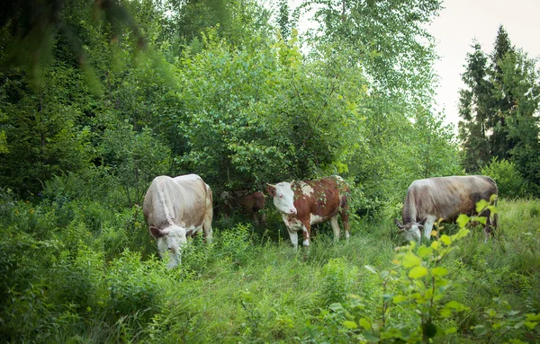 Cows graze in the meadow — Stock Photo, Image