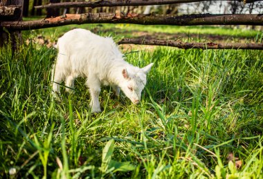 Küçük beyaz çimenlerin üzerinde otlatma yavru kedi