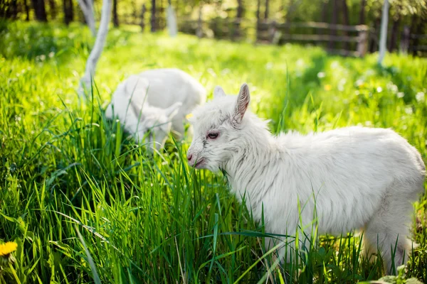 Little White Kittens grazing on grass — Stock Photo, Image