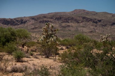 Parktaki Joshua ağacı