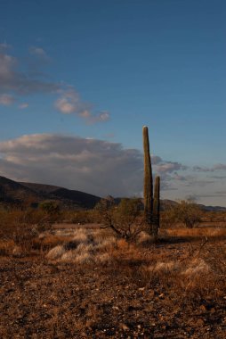Arizona 'da çölün ortasında Saguaro.