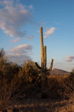 Arizona 'da çölün ortasında Saguaro.