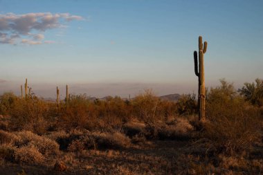 Arizona 'da çölün ortasında Saguaro.