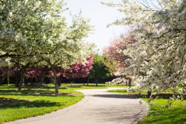 İlkbaharda kiraz çiçeği