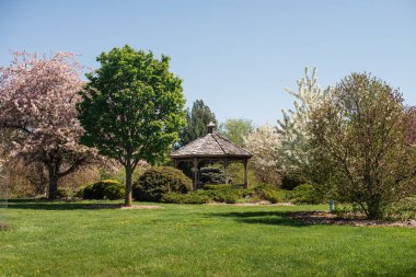 İlkbaharda kiraz çiçeği