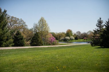 İlkbaharda kiraz çiçeği