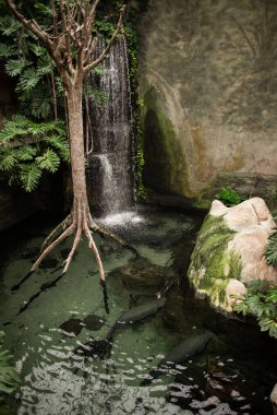 Tropikal Orman Yaşam Alanı Hayvanat Bahçesi veya Sera