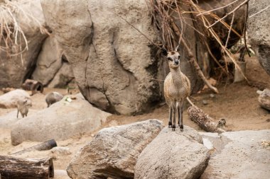 Patagonyalı Mara Doğal Yaşam Alanında Kaya Üzerinde Duruyor
