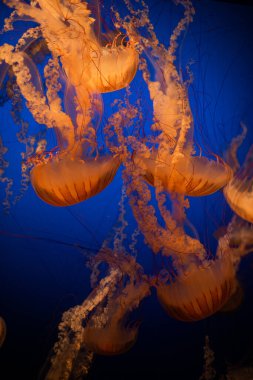 Işıldayan Denizanası Derin Mavi Suda Yüzüyor