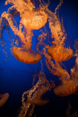 Işıldayan Denizanası Derin Mavi Suda Yüzüyor