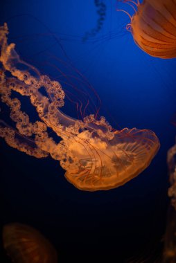 Işıldayan Denizanası Derin Mavi Suda Yüzüyor