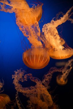 Işıldayan Denizanası Derin Mavi Suda Yüzüyor