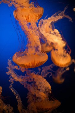 Işıldayan Denizanası Derin Mavi Suda Yüzüyor