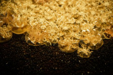 Akvaryumda Tropikal Balık Yüzüyor Mercan Dekorasyonu, Akvaryumda Balık, Hayvanat Bahçesi Okyanusu