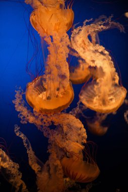 Işıldayan Denizanası Derin Mavi Suda Yüzüyor