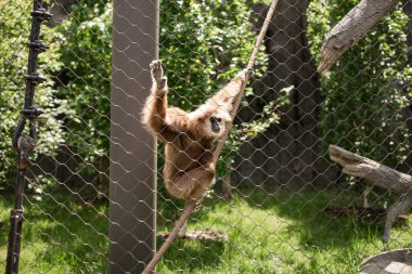 Beyaz yanaklı şablon hayvanat bahçesinde ipe tırmanıyor.
