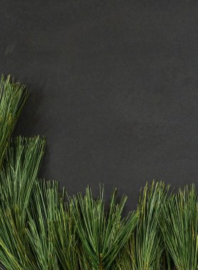 Fotokopi Alanı ile Karanlık Arkaplanda Yeşil Çam Şube Sınırı