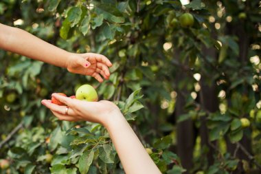 1children'ın eldir yeşil elma