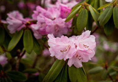 Bahar çubuk içinde çiçekli dal