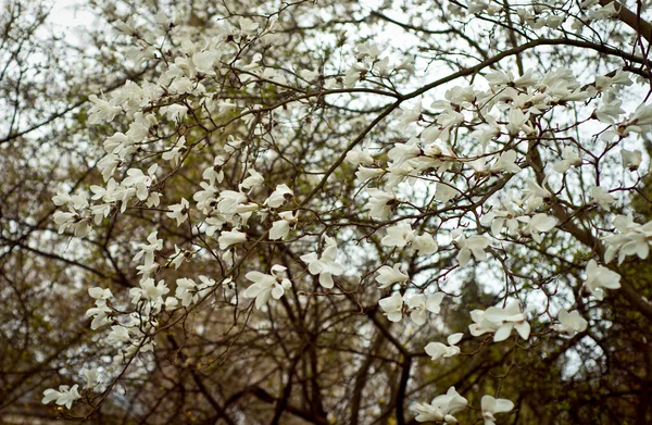 Branche fleurie en tige de printemps — Photo