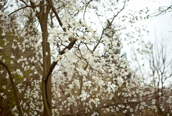 Rama de floración en varilla de primavera — Foto de Stock