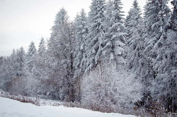 Дерево, покрите морозом — стокове фото