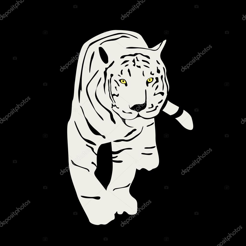 White tiger on a black background