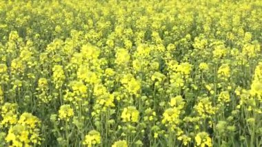 Rüzgar alanına tecavüz