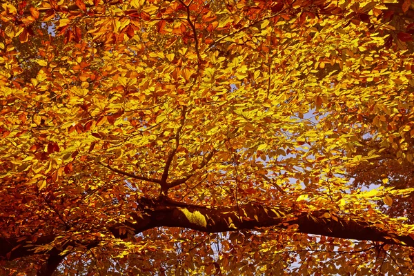 Podzimní listí na větvi — Stock fotografie