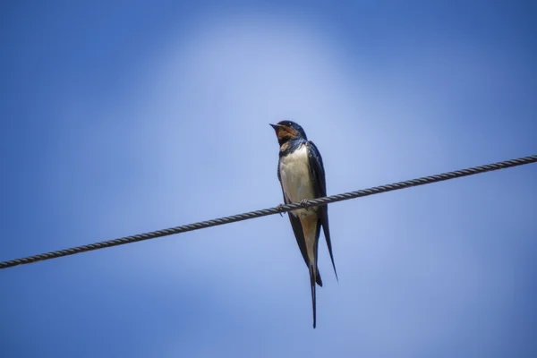 Swallows on wire — Stock Photo, Image