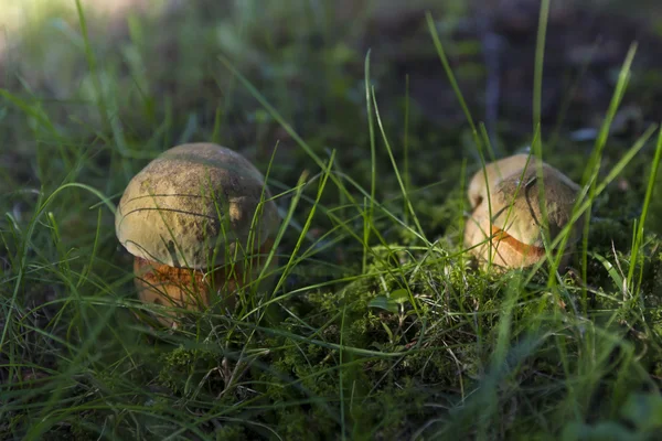 Два гриби на траві — стокове фото
